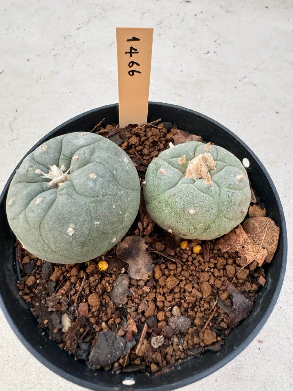 Lophophora williamsii – Peyote Cactus (6–7 cm, Own Root)