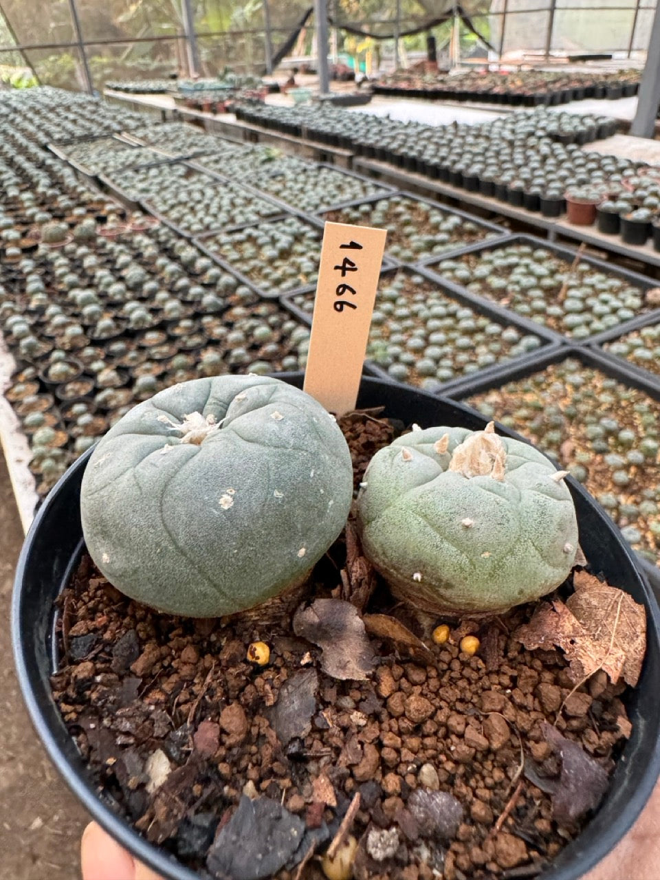 Lophophora williamsii – Peyote Cactus (6–7 cm, Own Root)