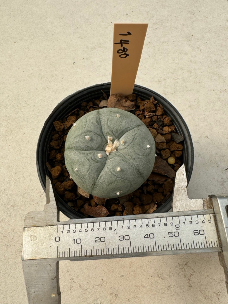 Lophophora williamsii – Peyote Cactus (6–7 cm, Own Root)