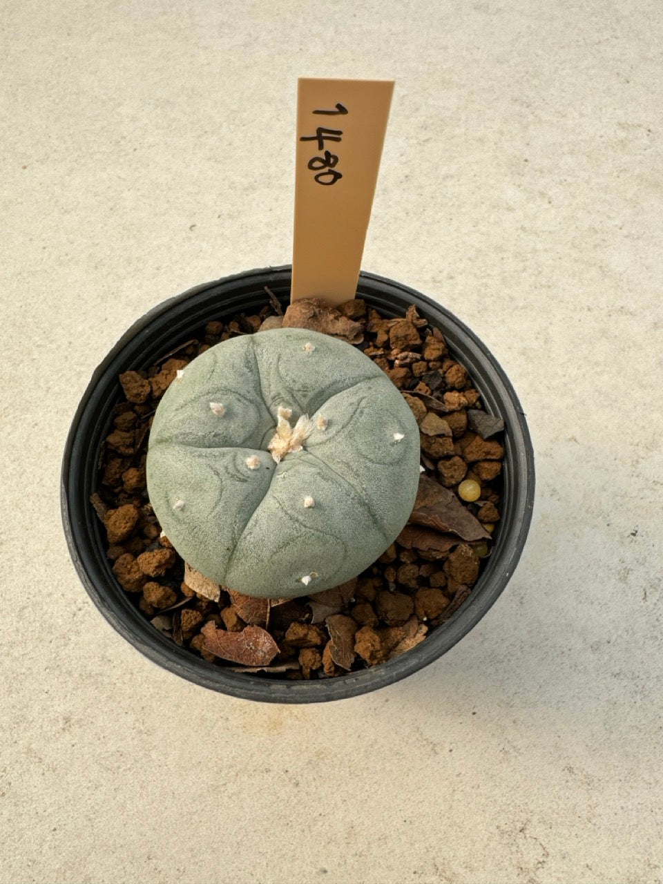 Lophophora williamsii – Peyote Cactus (6–7 cm, Own Root)