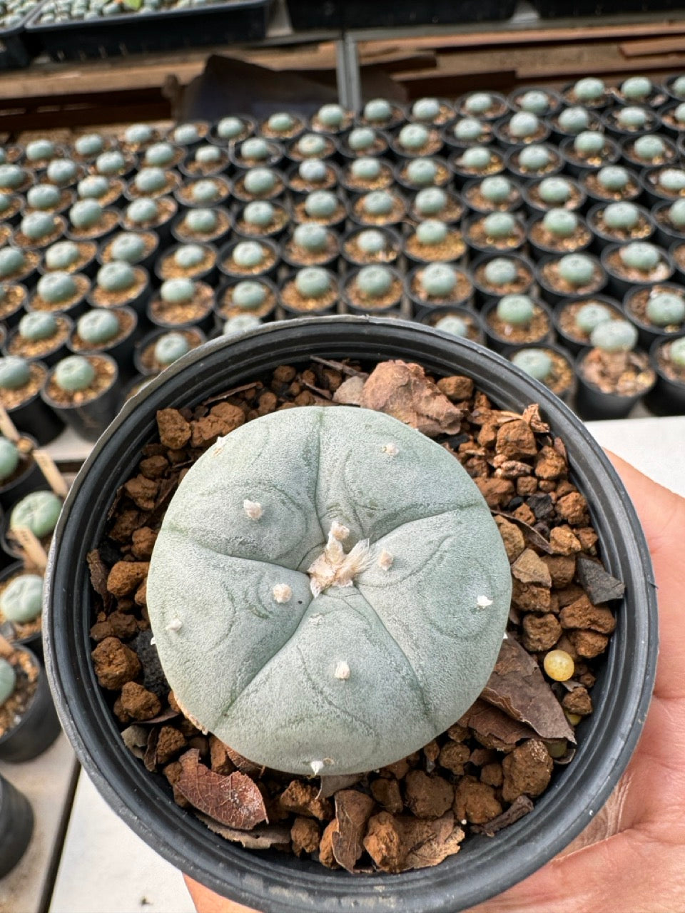 Lophophora williamsii – Peyote Cactus (6–7 cm, Own Root)