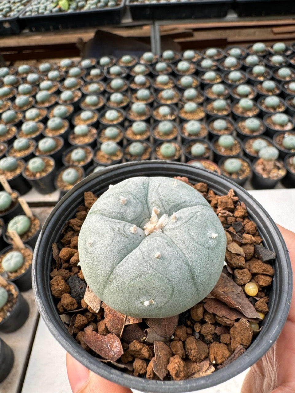 Lophophora williamsii – Peyote Cactus (6–7 cm, Own Root)