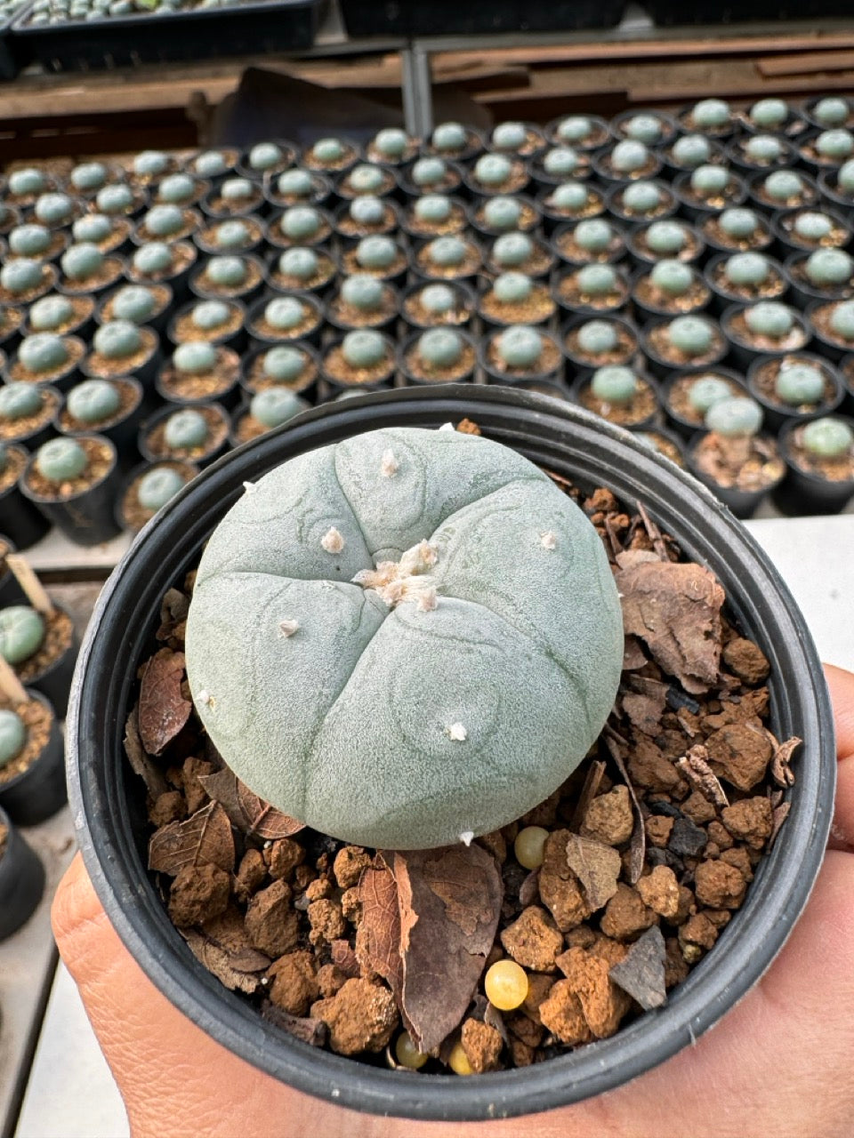 Lophophora williamsii – Peyote Cactus (6–7 cm, Own Root)