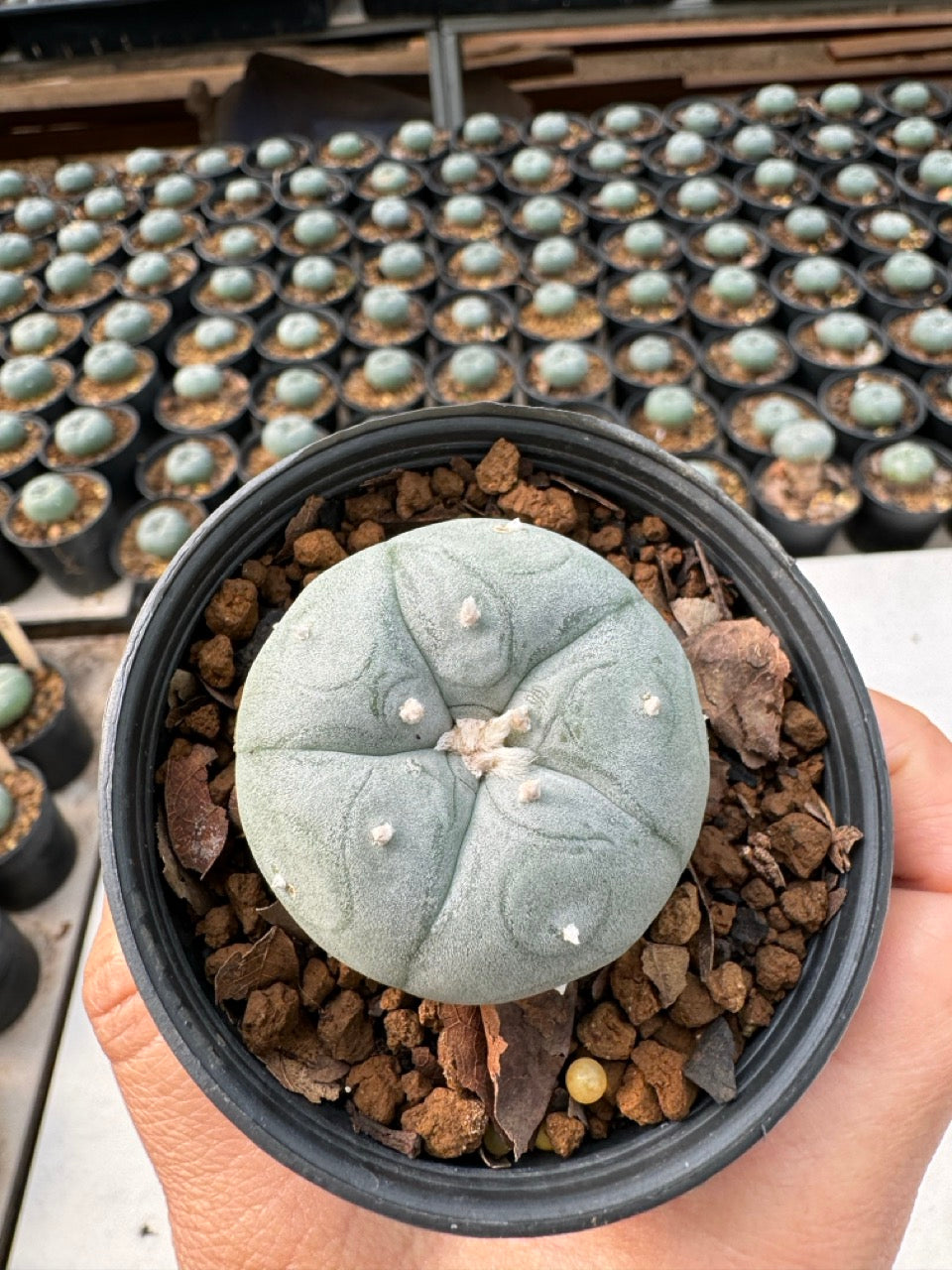 Lophophora williamsii – Peyote Cactus (6–7 cm, Own Root)