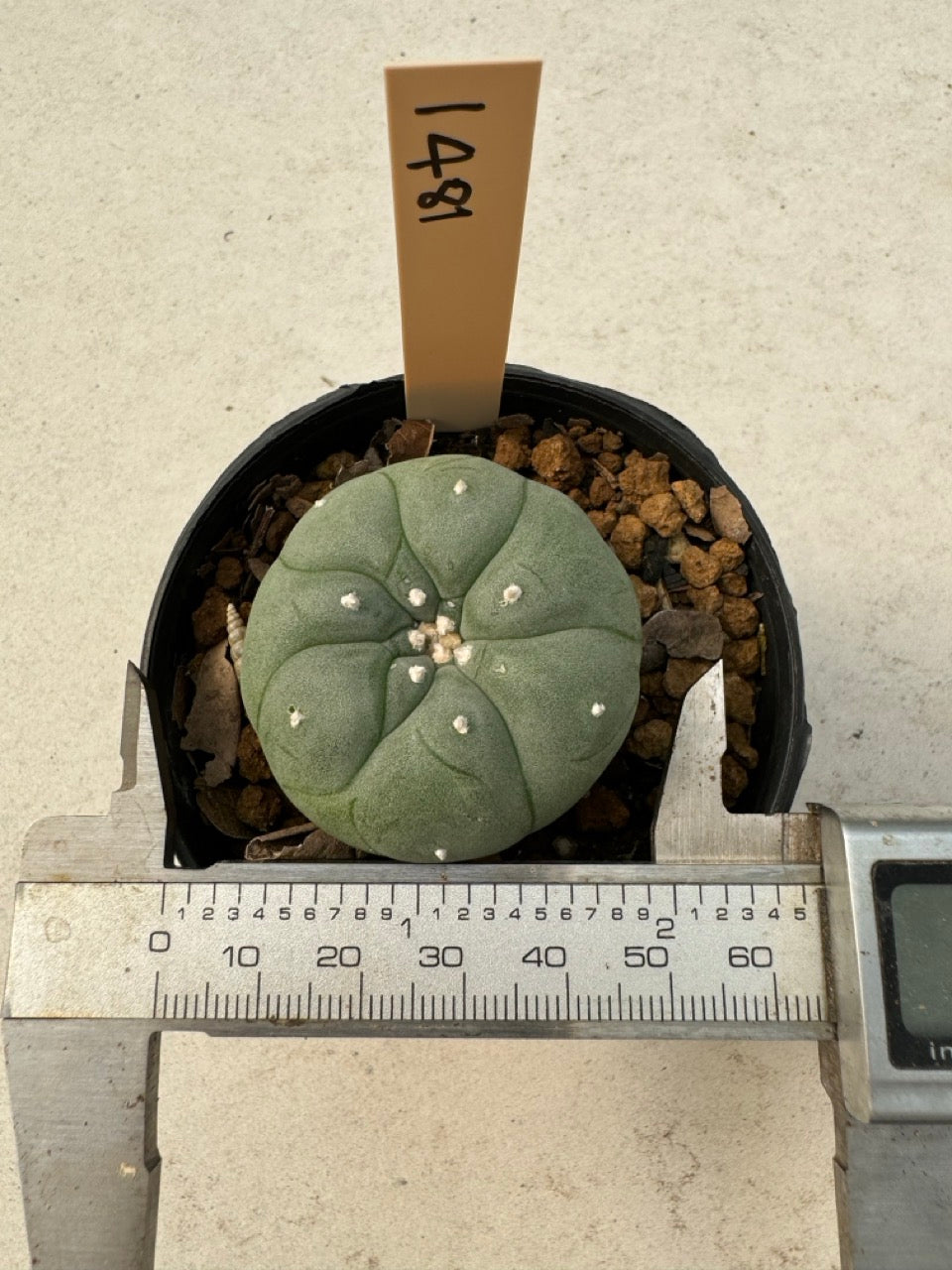 Lophophora williamsii – Peyote Cactus (6–7 cm, Own Root)