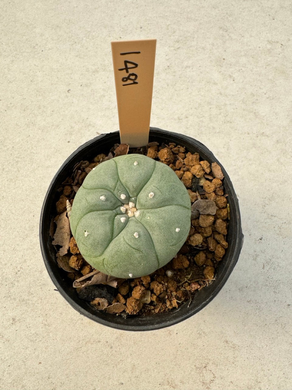 Lophophora williamsii – Peyote Cactus (6–7 cm, Own Root)