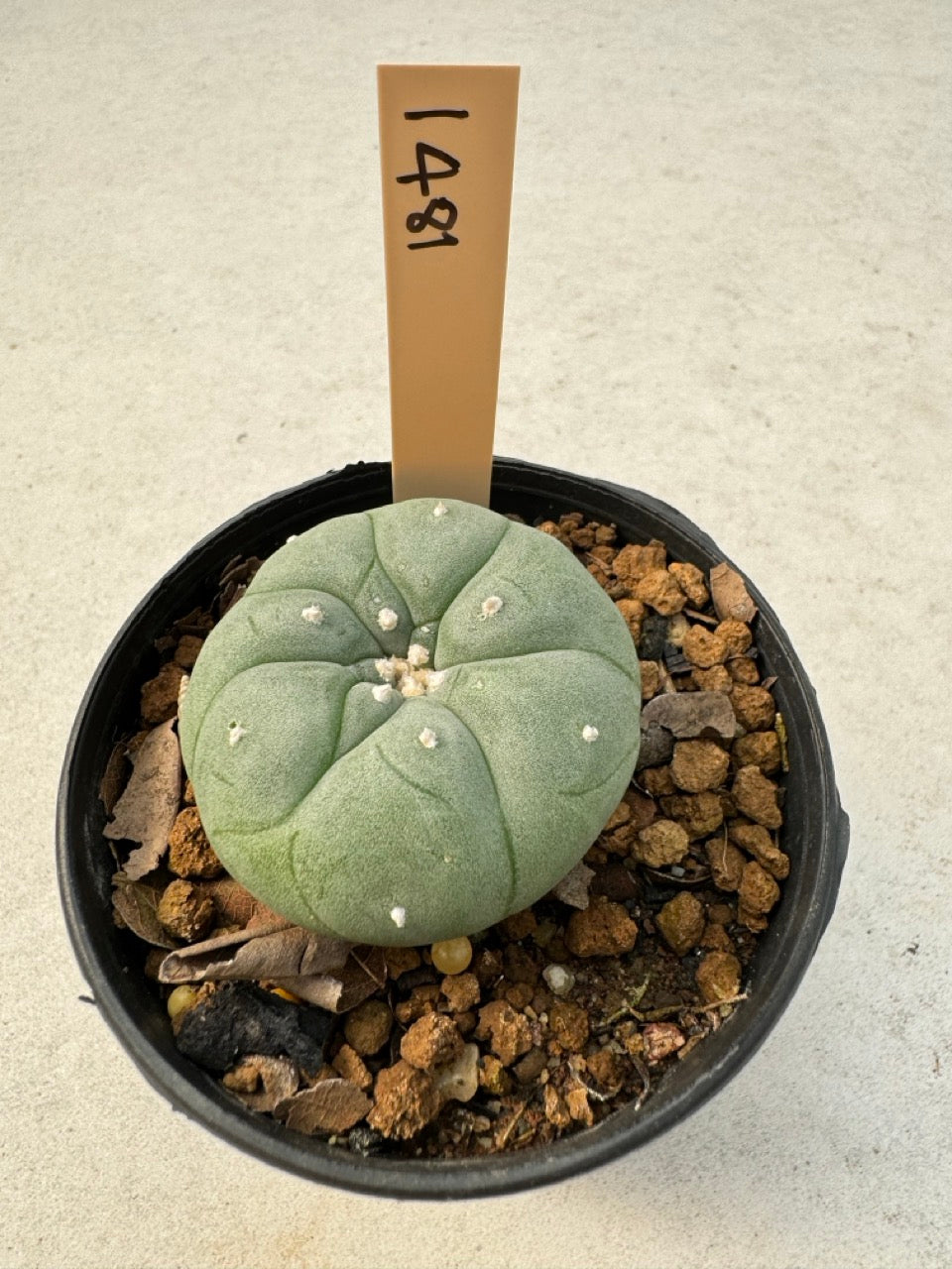 Lophophora williamsii – Peyote Cactus (6–7 cm, Own Root)
