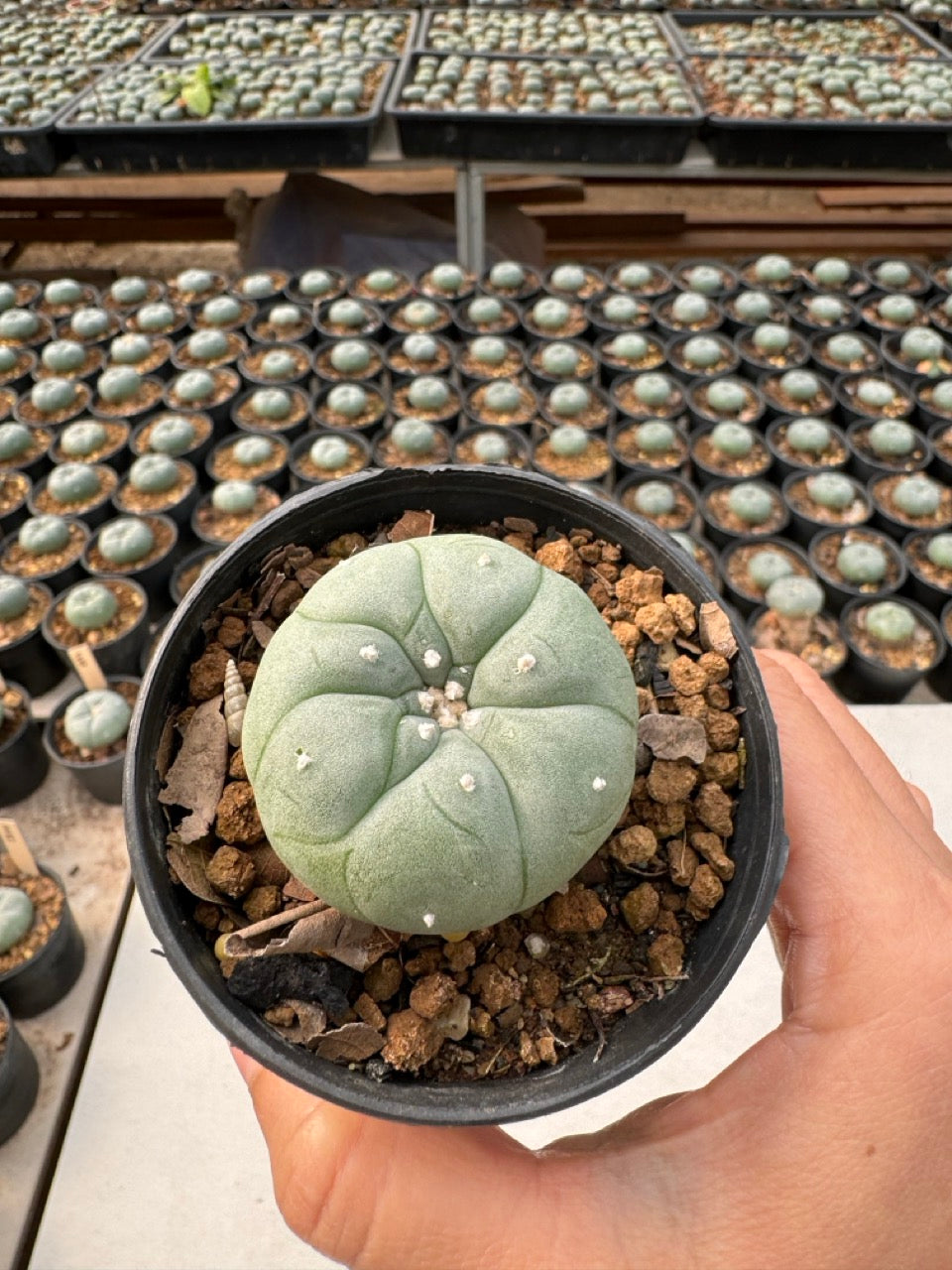 Lophophora williamsii – Peyote Cactus (6–7 cm, Own Root)