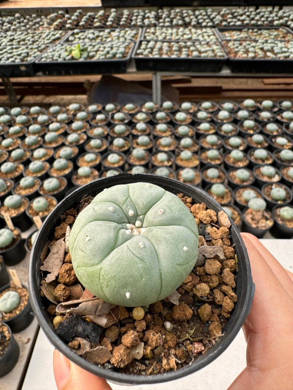 Lophophora williamsii – Peyote Cactus (6–7 cm, Own Root)