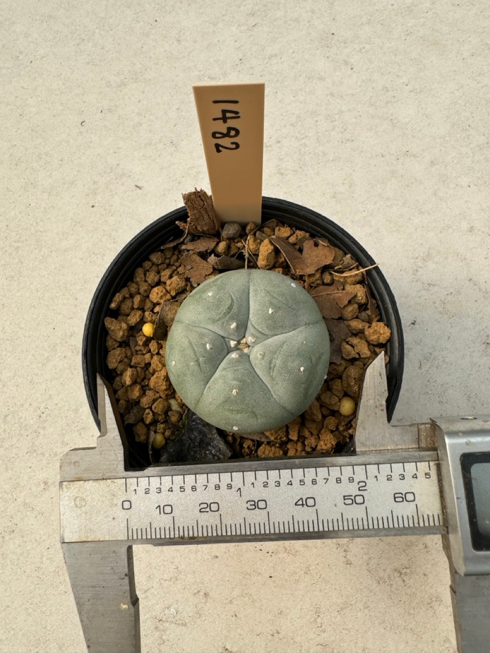 Lophophora williamsii – Peyote Cactus (6–7 cm, Own Root)