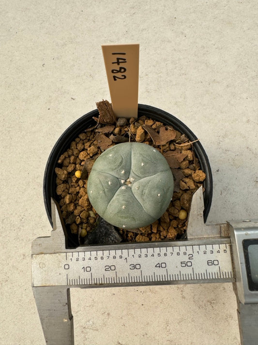 Lophophora williamsii – Peyote Cactus (6–7 cm, Own Root)