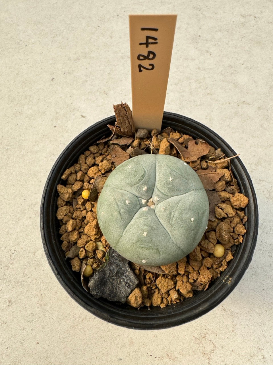 Lophophora williamsii – Peyote Cactus (6–7 cm, Own Root)