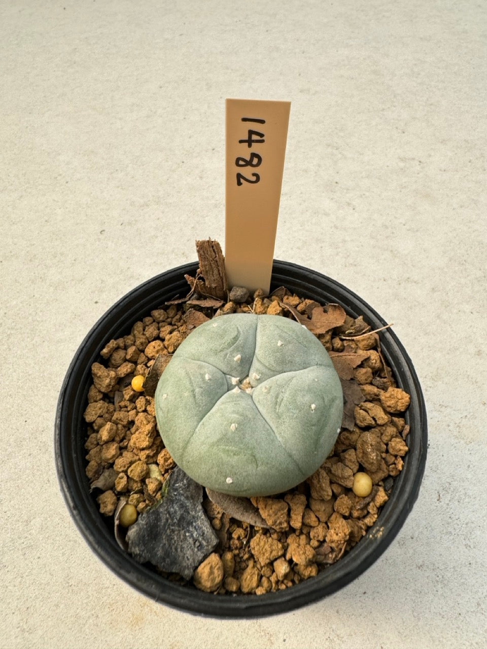 Lophophora williamsii – Peyote Cactus (6–7 cm, Own Root)