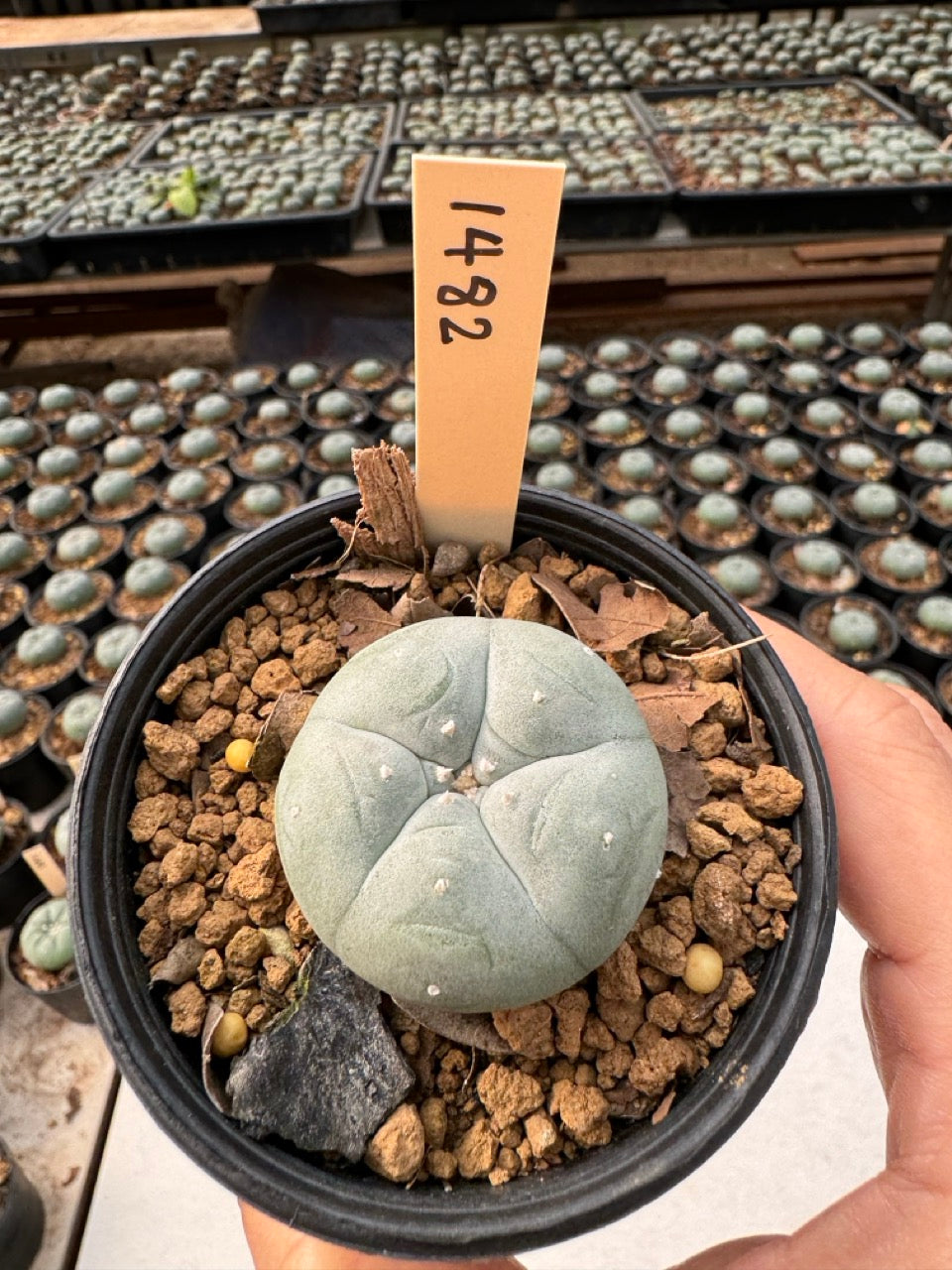 Lophophora williamsii – Peyote Cactus (6–7 cm, Own Root)