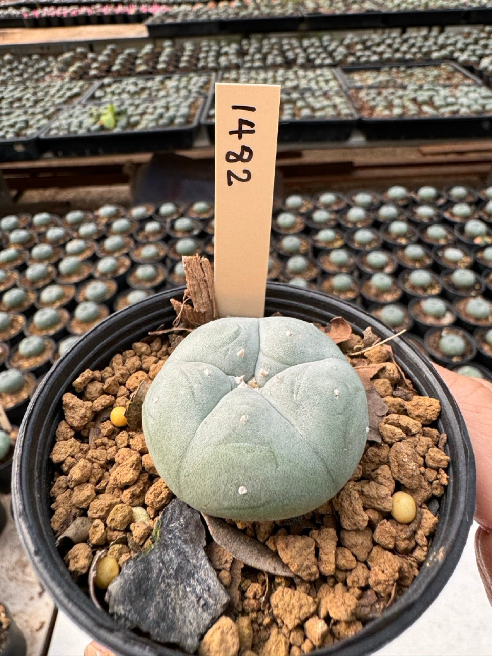 Lophophora williamsii – Peyote Cactus (6–7 cm, Own Root)