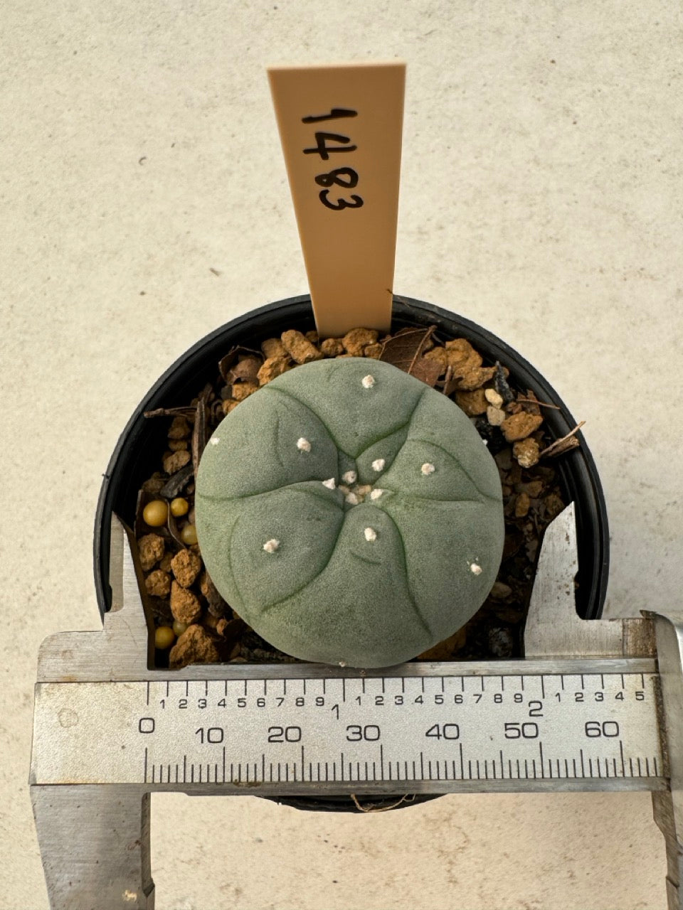 Lophophora williamsii – Peyote Cactus (6–7 cm, Own Root)