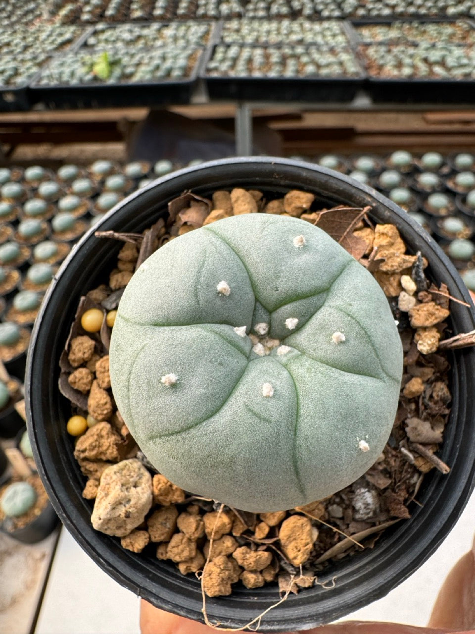 Lophophora williamsii – Peyote Cactus (6–7 cm, Own Root)