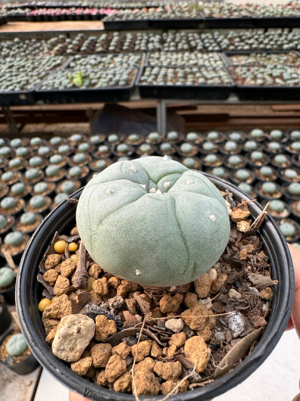 Lophophora williamsii – Peyote Cactus (6–7 cm, Own Root)