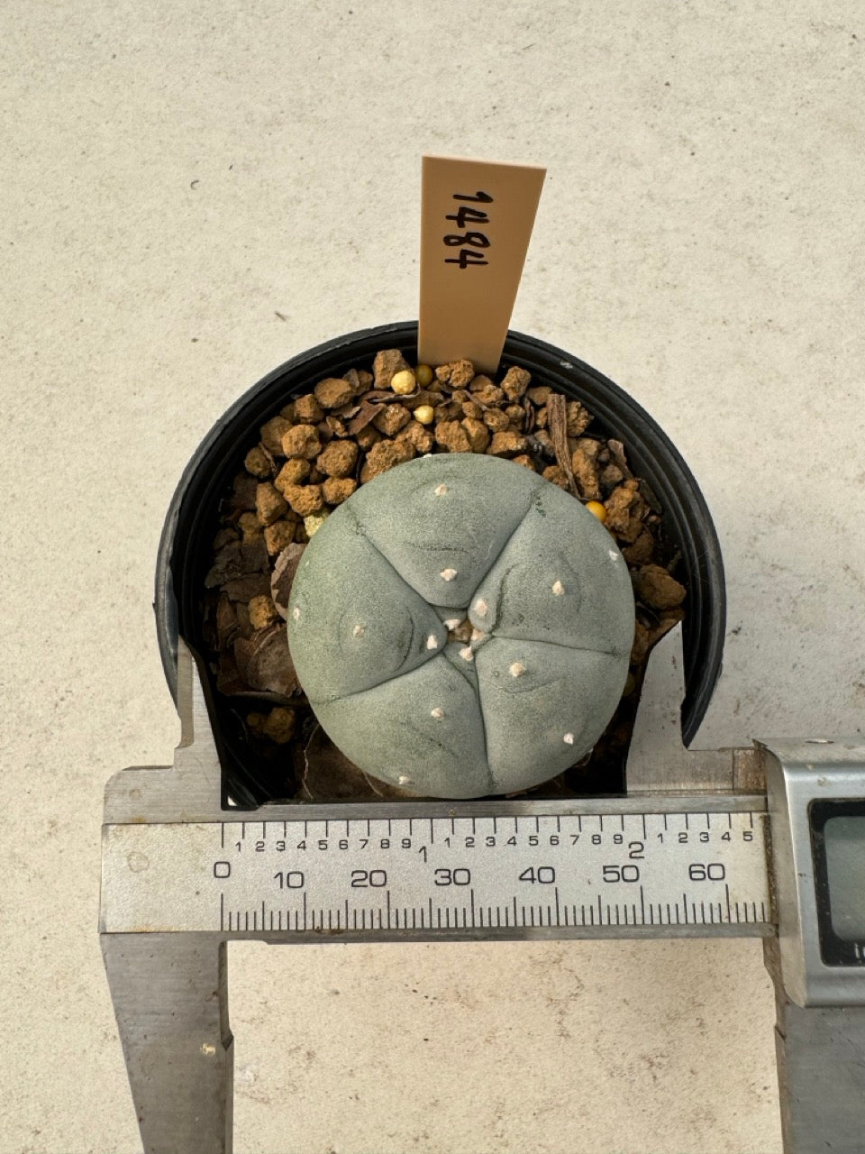 Lophophora williamsii – Peyote Cactus (6–7 cm, Own Root)