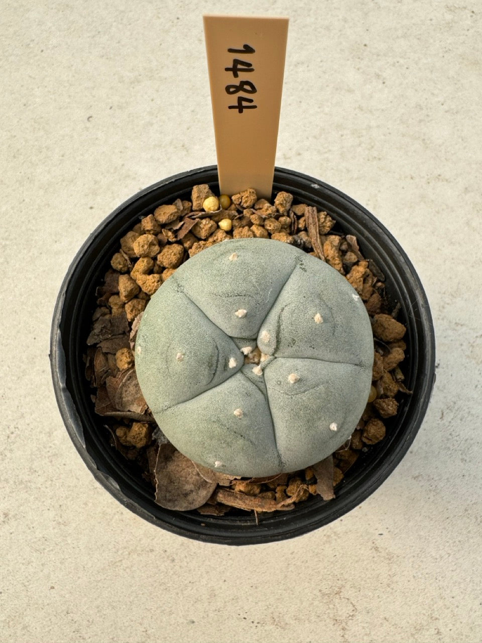 Lophophora williamsii – Peyote Cactus (6–7 cm, Own Root)