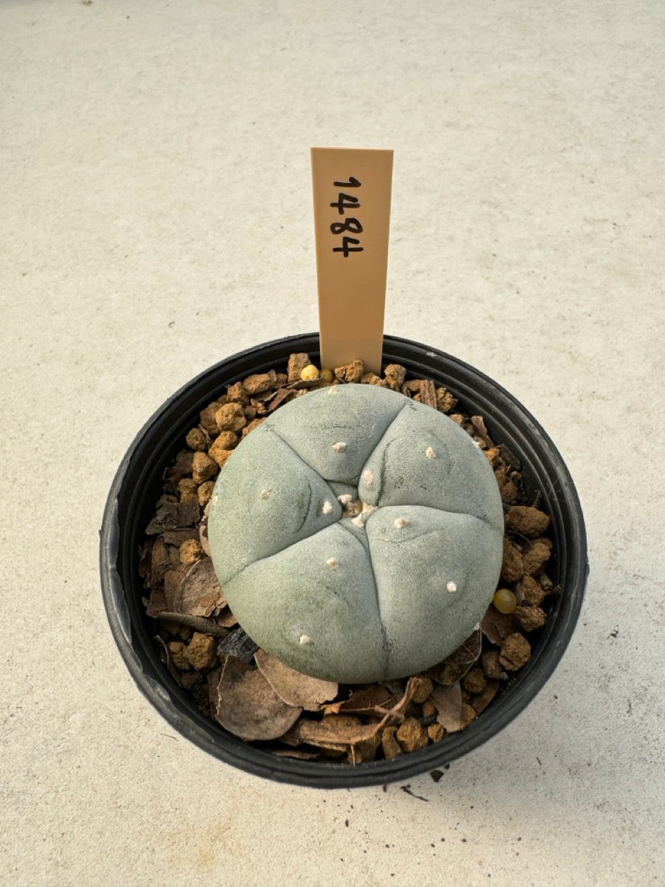 Lophophora williamsii – Peyote Cactus (6–7 cm, Own Root)