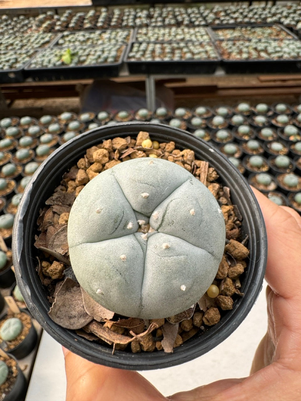 Lophophora williamsii – Peyote Cactus (6–7 cm, Own Root)