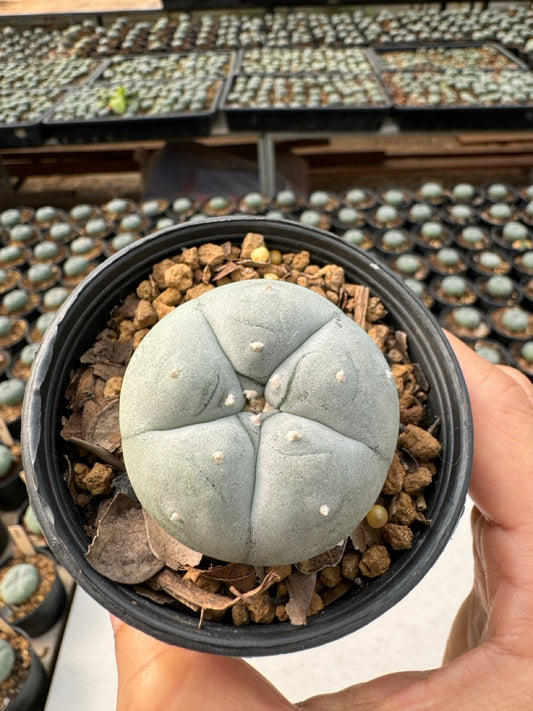 Lophophora williamsii – Peyote Cactus (6–7 cm, Own Root)