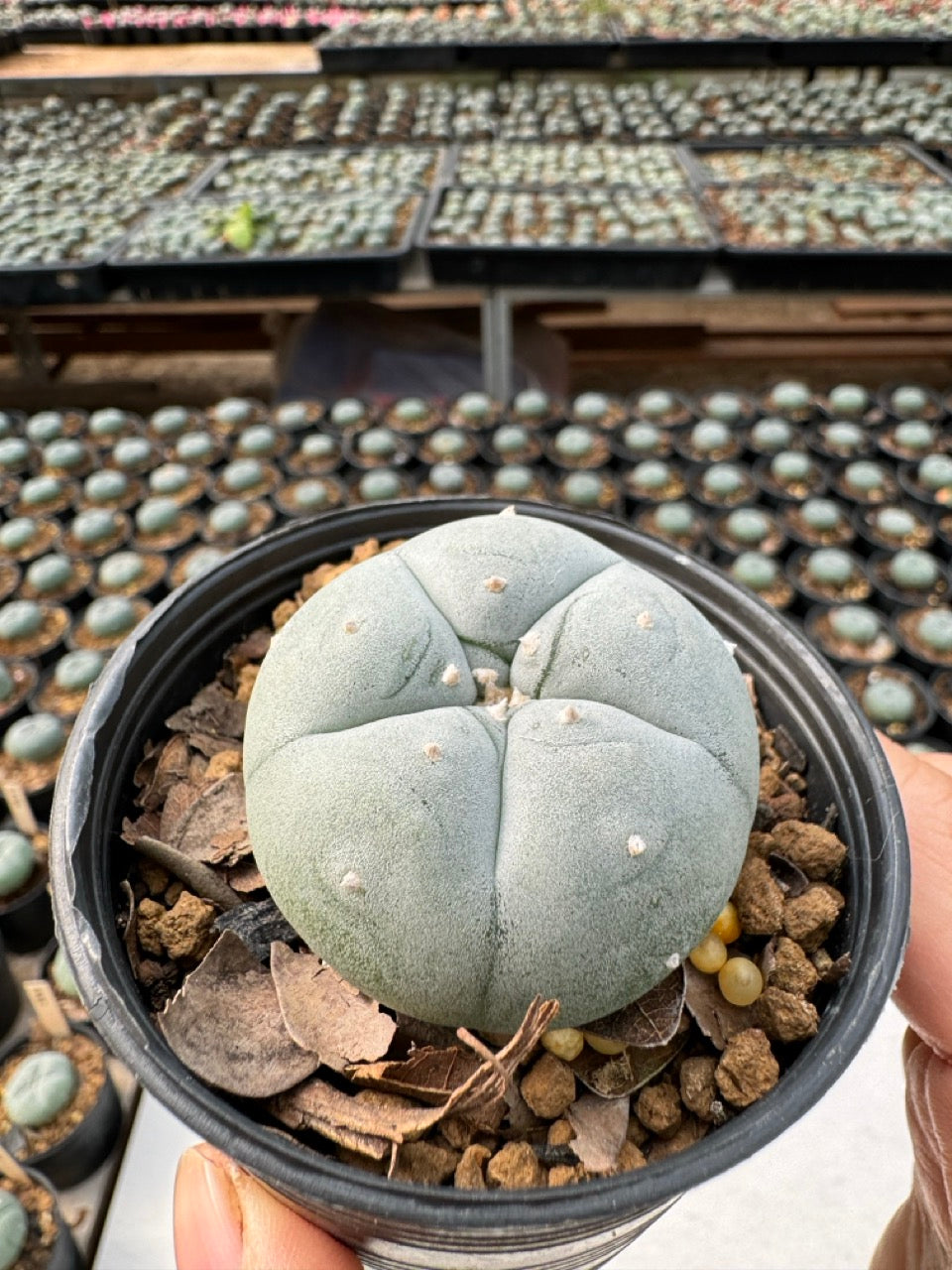 Lophophora williamsii – Peyote Cactus (6–7 cm, Own Root)