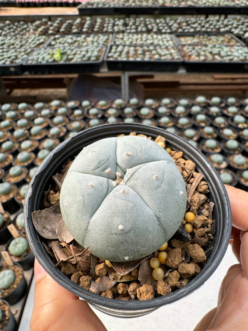 Lophophora williamsii – Peyote Cactus (6–7 cm, Own Root)