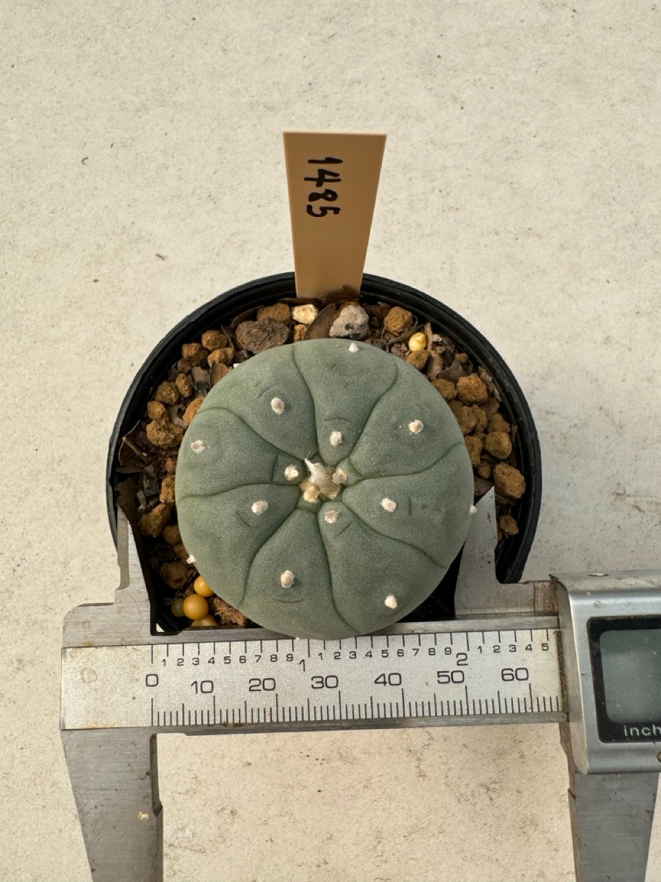 Lophophora williamsii – Peyote Cactus (6–7 cm, Own Root)