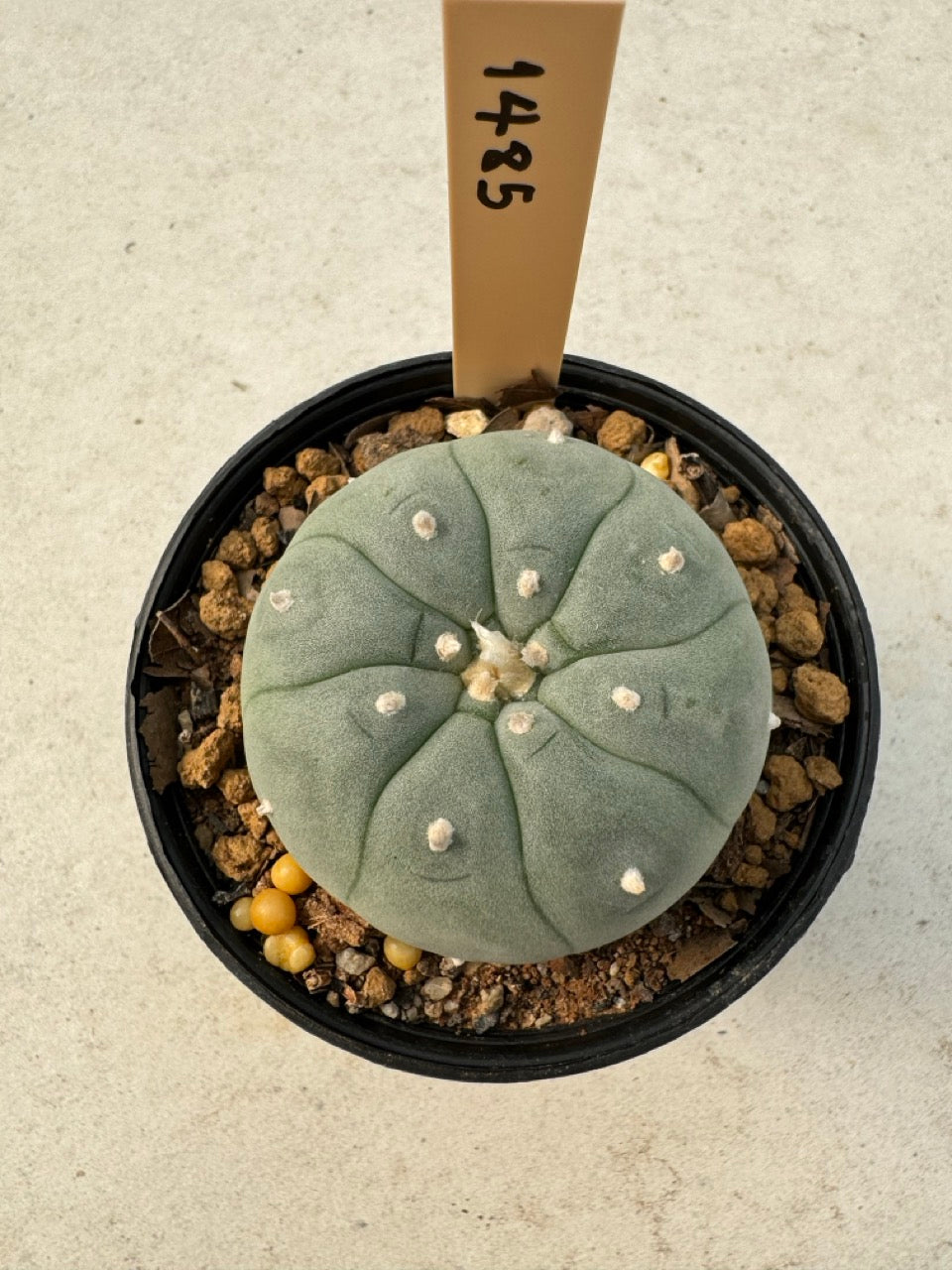 Lophophora williamsii – Peyote Cactus (6–7 cm, Own Root)