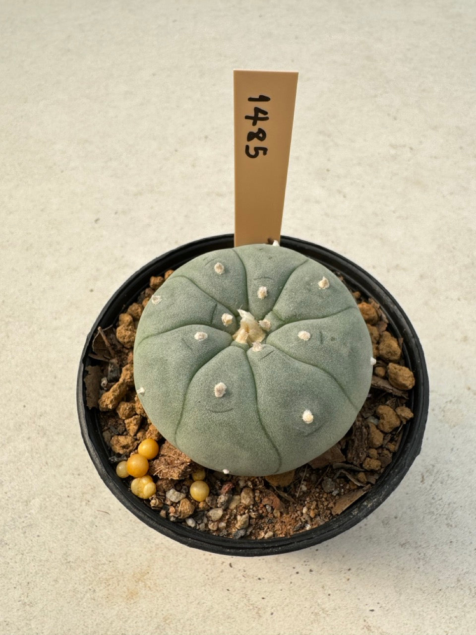 Lophophora williamsii – Peyote Cactus (6–7 cm, Own Root)