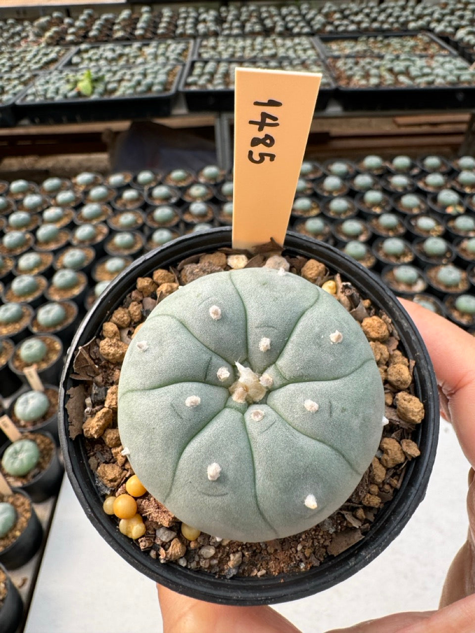 Lophophora williamsii – Peyote Cactus (6–7 cm, Own Root)