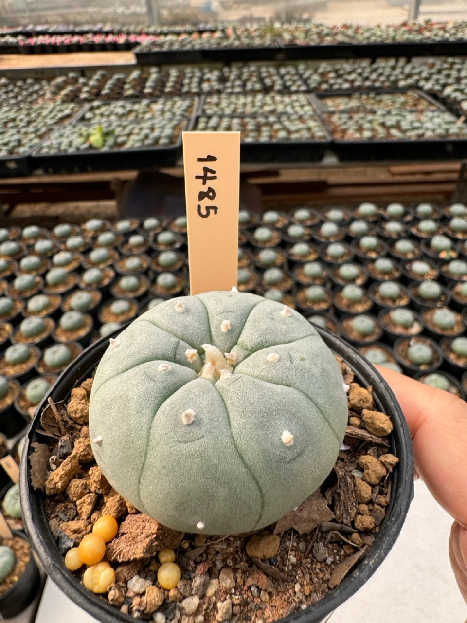 Lophophora williamsii – Peyote Cactus (6–7 cm, Own Root)
