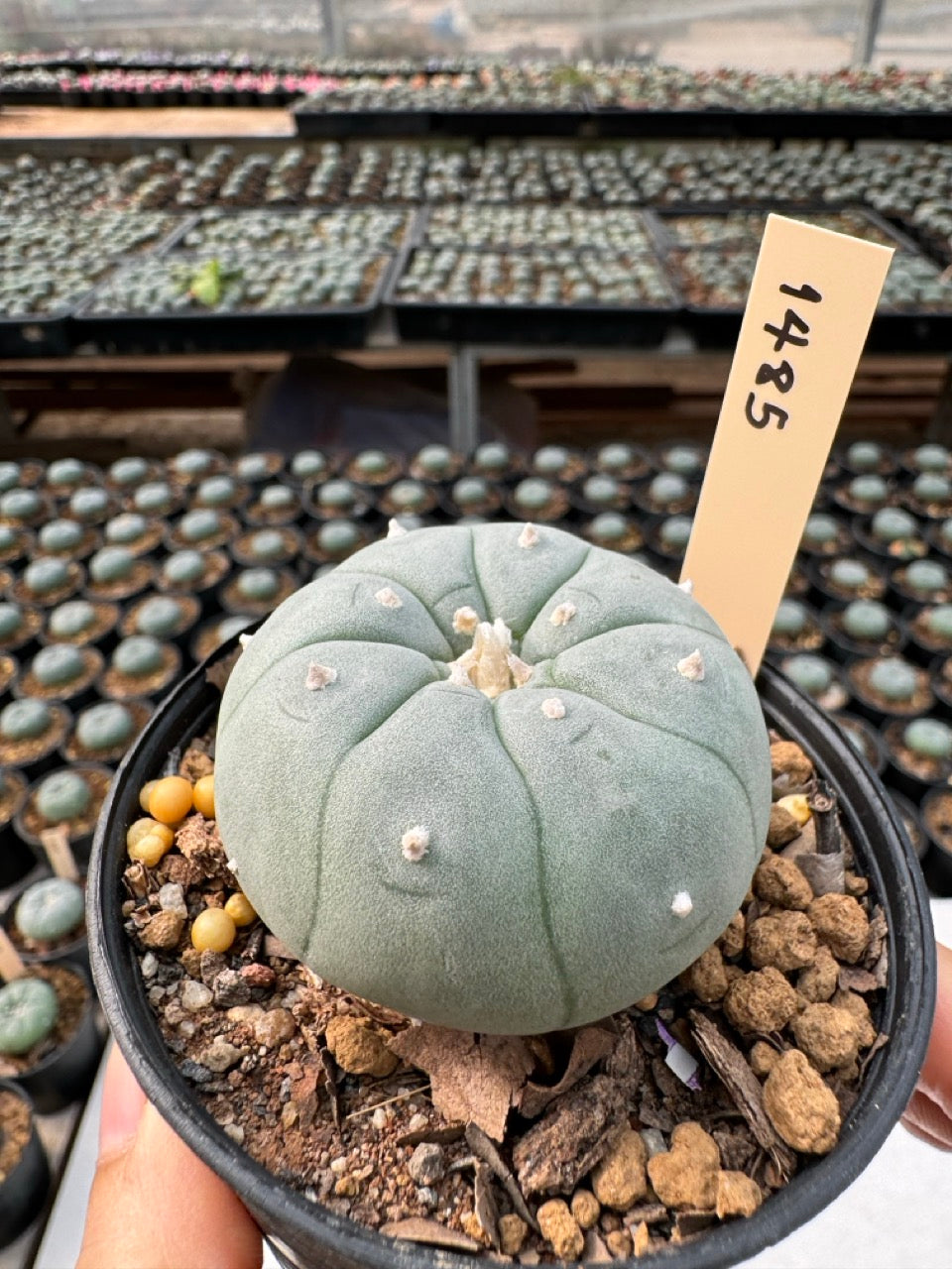 Lophophora williamsii – Peyote Cactus (6–7 cm, Own Root)