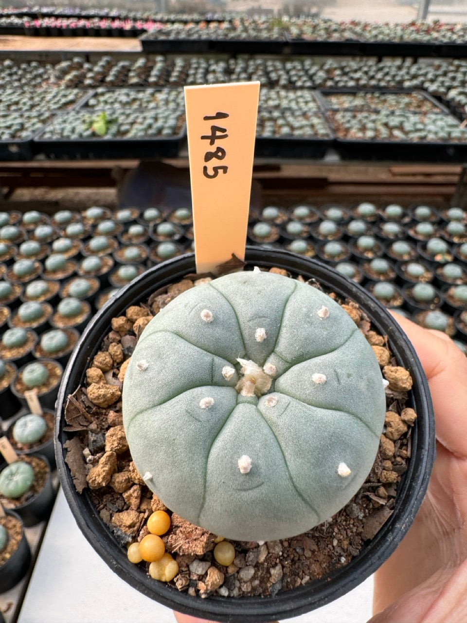 Lophophora williamsii – Peyote Cactus (6–7 cm, Own Root)