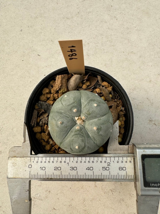 Lophophora williamsii – Peyote Cactus (6–7 cm, Own Root)