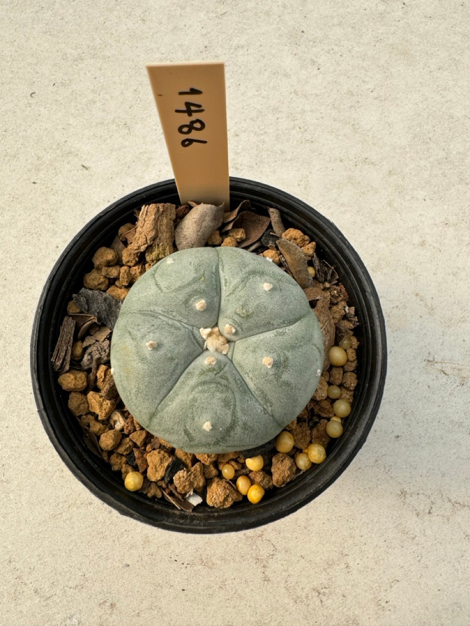 Lophophora williamsii – Peyote Cactus (6–7 cm, Own Root)