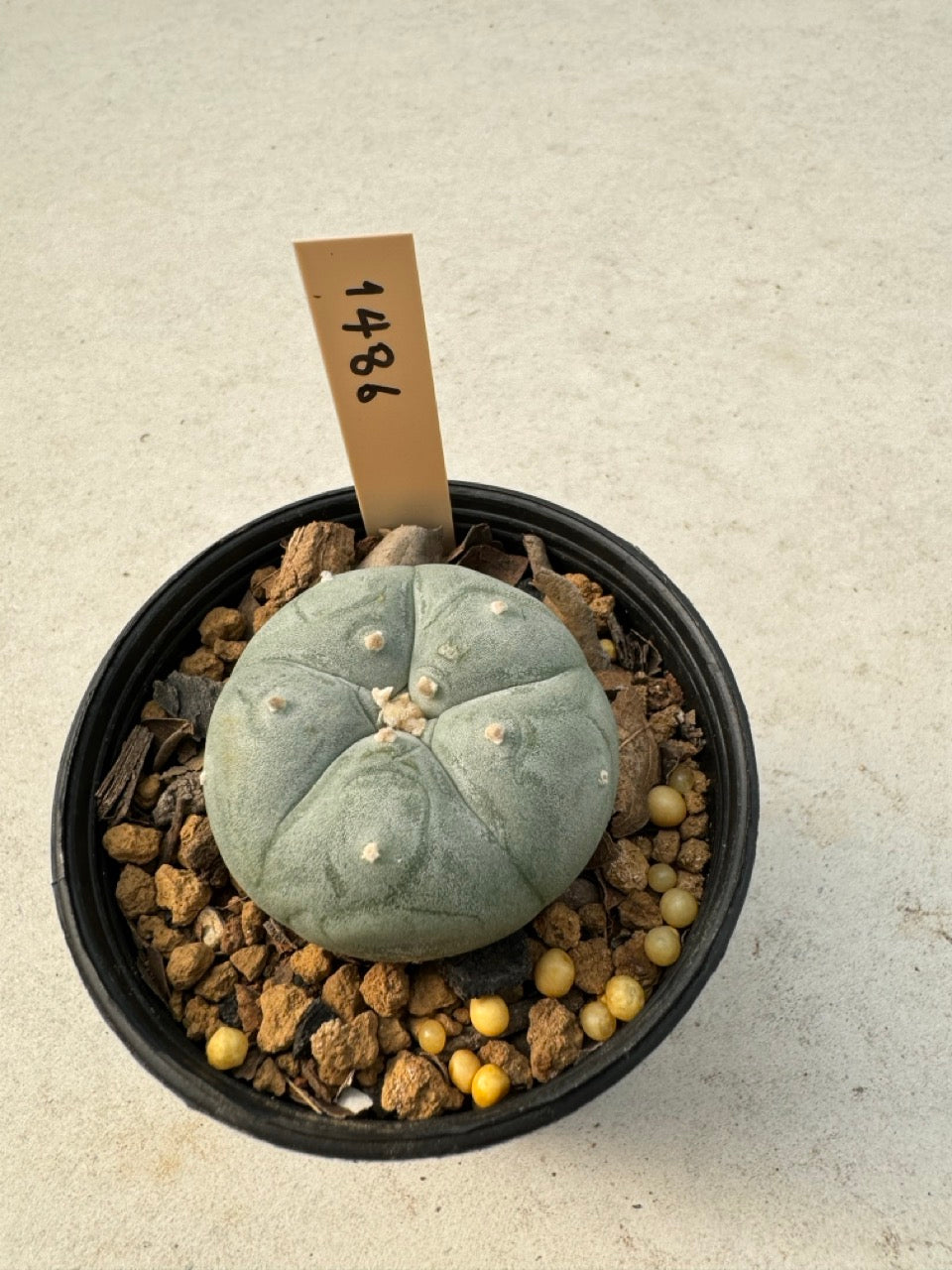 Lophophora williamsii – Peyote Cactus (6–7 cm, Own Root)