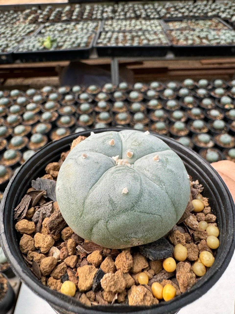 Lophophora williamsii – Peyote Cactus (6–7 cm, Own Root)