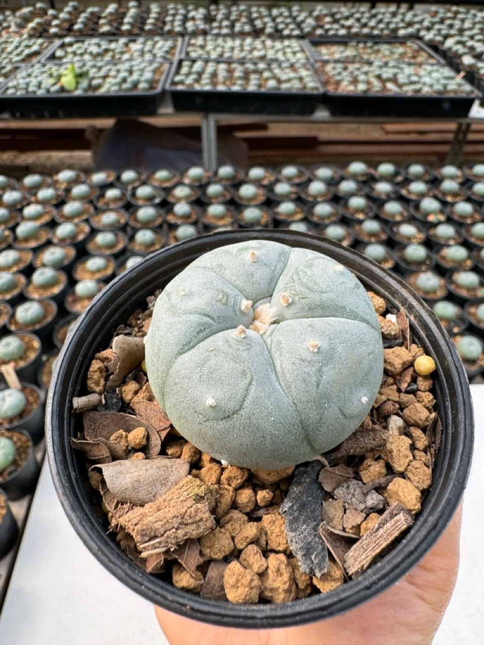 Lophophora williamsii – Peyote Cactus (6–7 cm, Own Root)