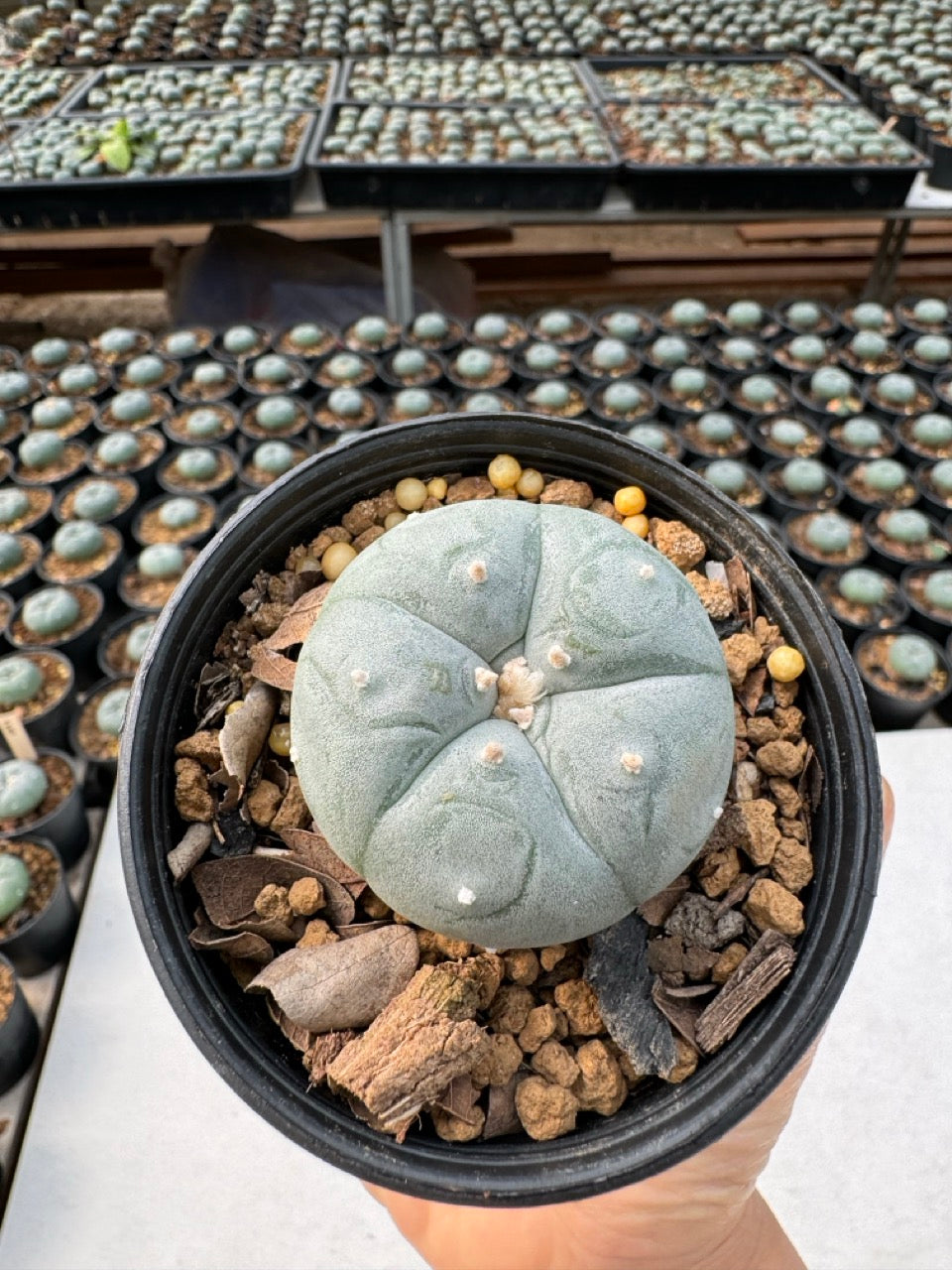 Lophophora williamsii – Peyote Cactus (6–7 cm, Own Root)