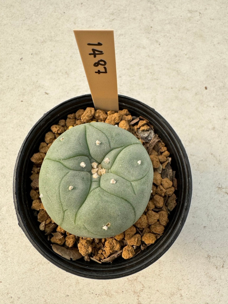 Lophophora williamsii – Peyote Cactus (6–7 cm, Own Root)