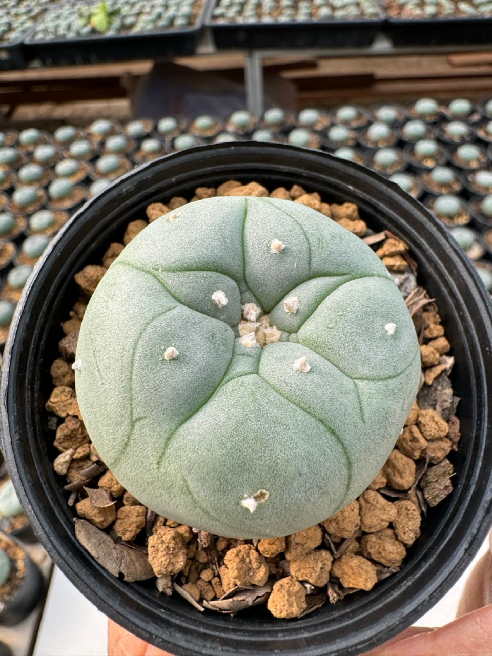 Lophophora williamsii – Peyote Cactus (6–7 cm, Own Root)