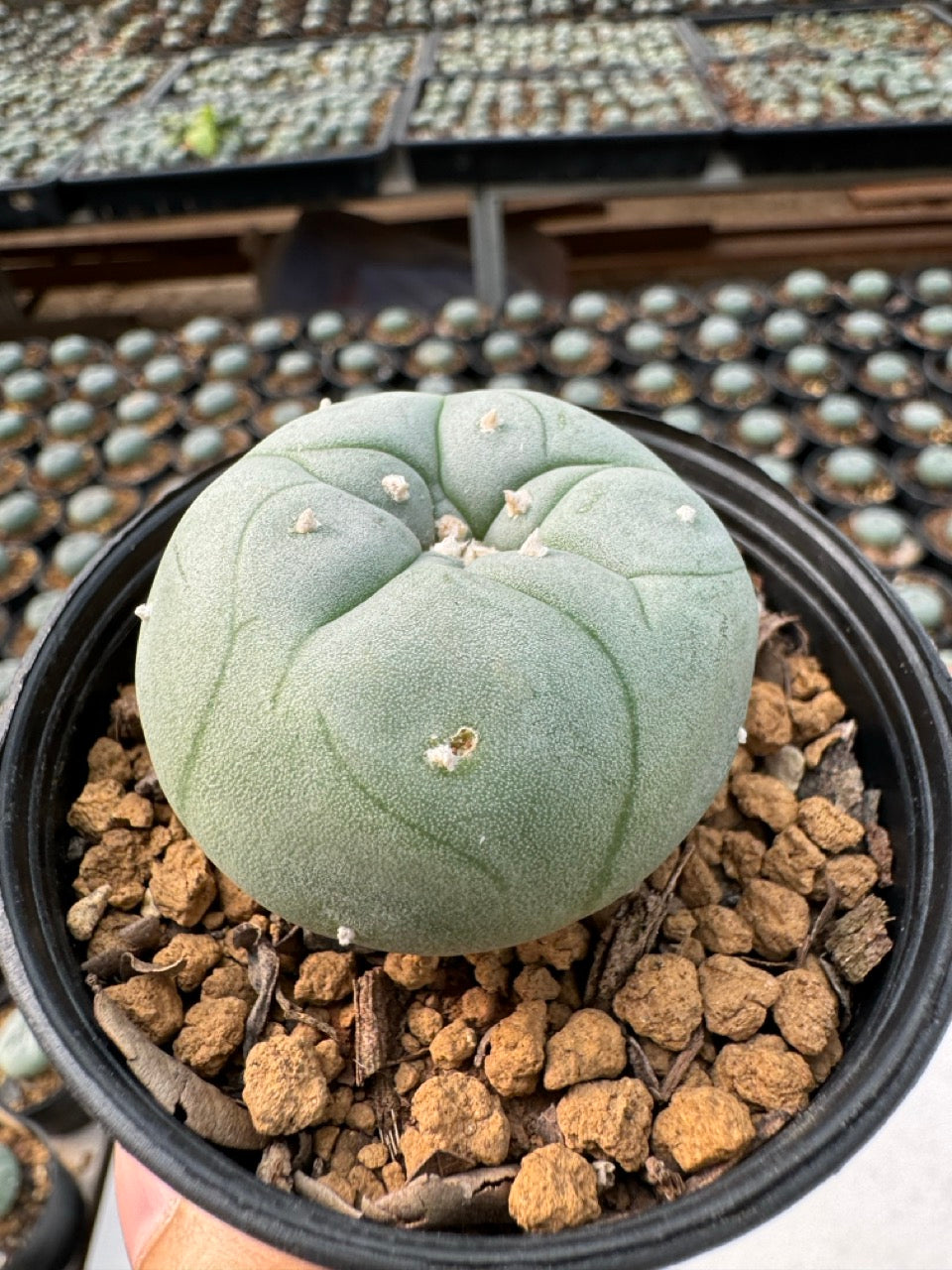 Lophophora williamsii – Peyote Cactus (6–7 cm, Own Root)
