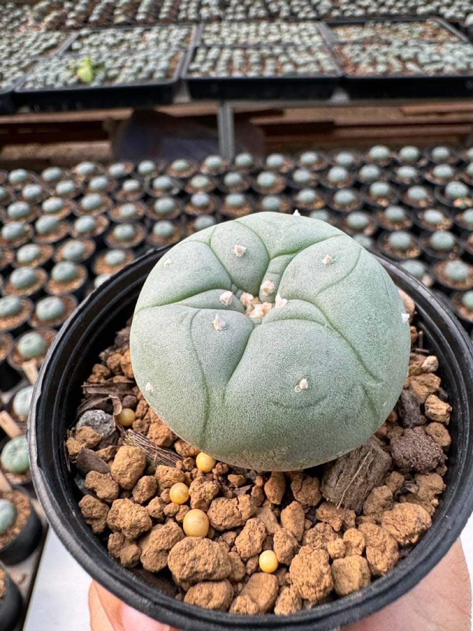 Lophophora williamsii – Peyote Cactus (6–7 cm, Own Root)