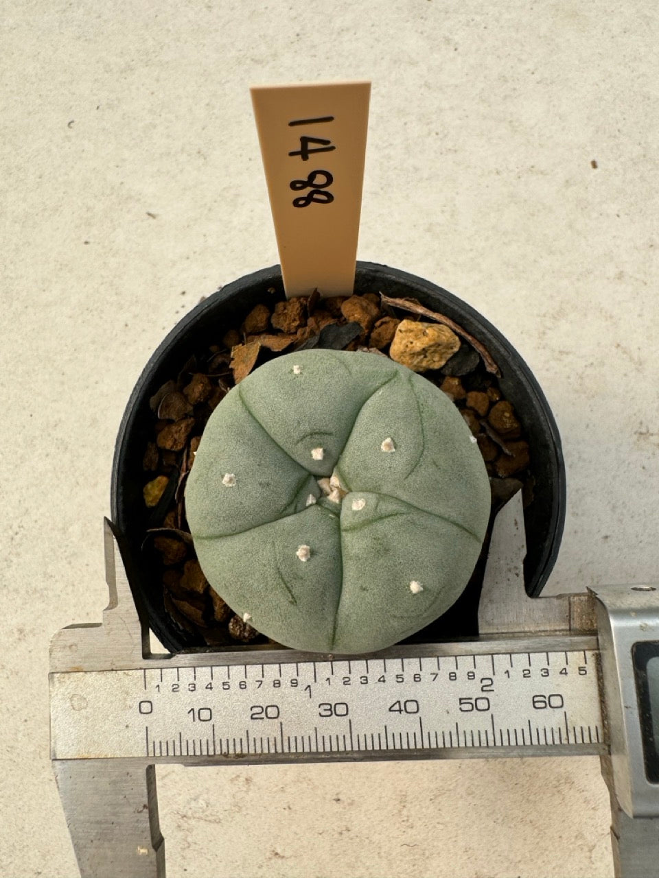 Lophophora williamsii – Peyote Cactus (6–7 cm, Own Root)