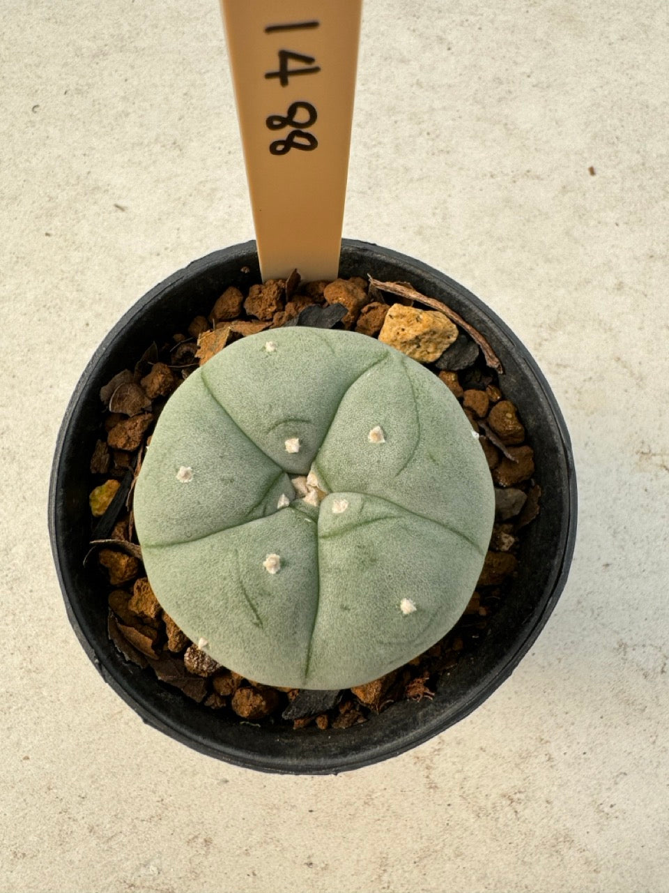 Lophophora williamsii – Peyote Cactus (6–7 cm, Own Root)
