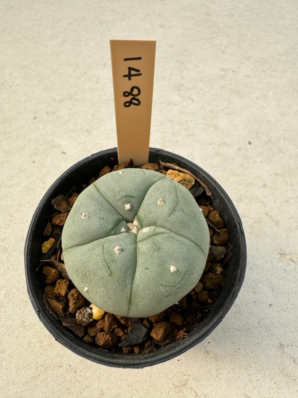 Lophophora williamsii – Peyote Cactus (6–7 cm, Own Root)