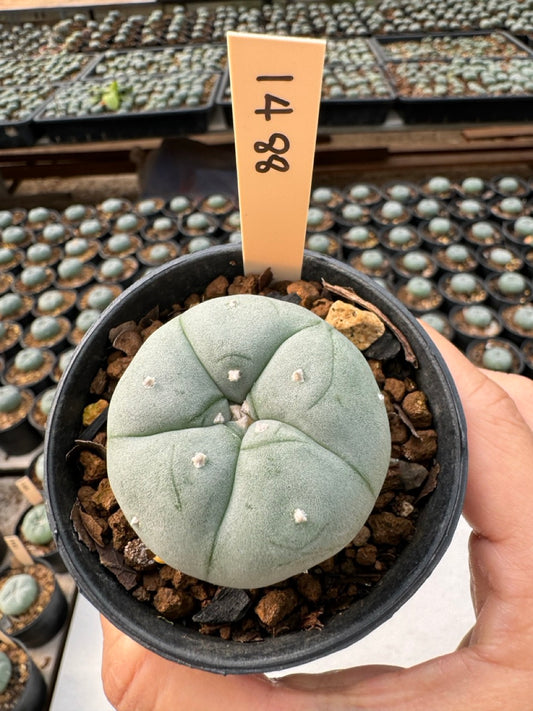 Lophophora williamsii – Peyote Cactus (6–7 cm, Own Root)